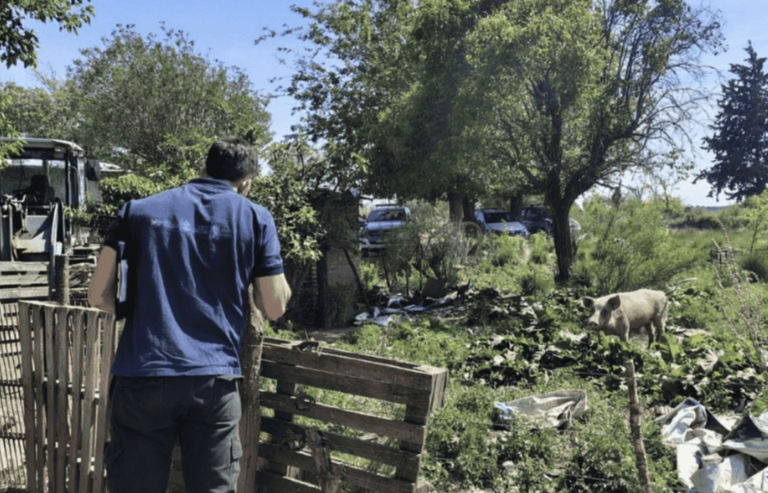 Rastrean el foco de triquinosis en Río Cuarto